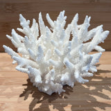 Coral (Medium F)
