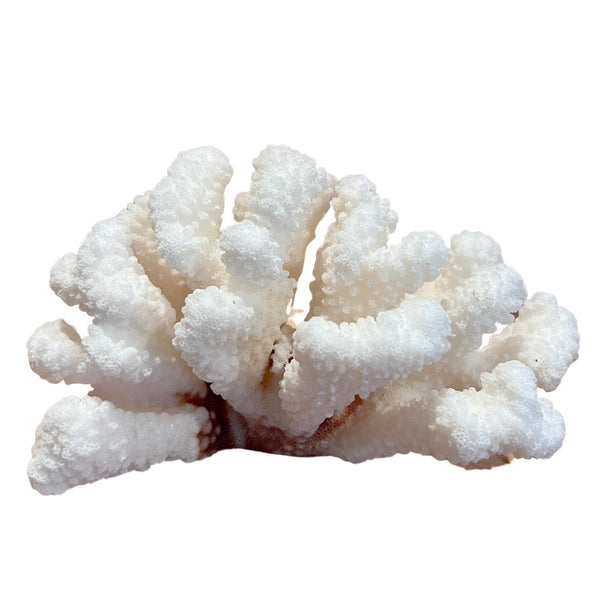 Coral (Medium B)