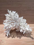 Coral (Medium J)
