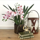 Phalaenopsis Orchid Stem (Light Pink)
