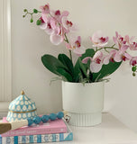 Phalaenopsis Orchid Stem (Light Pink)