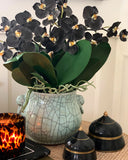 Phalaenopsis Orchid Stem (Infused Black - Small)