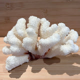Coral (Medium B)