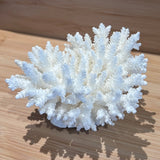 Coral (Medium I)