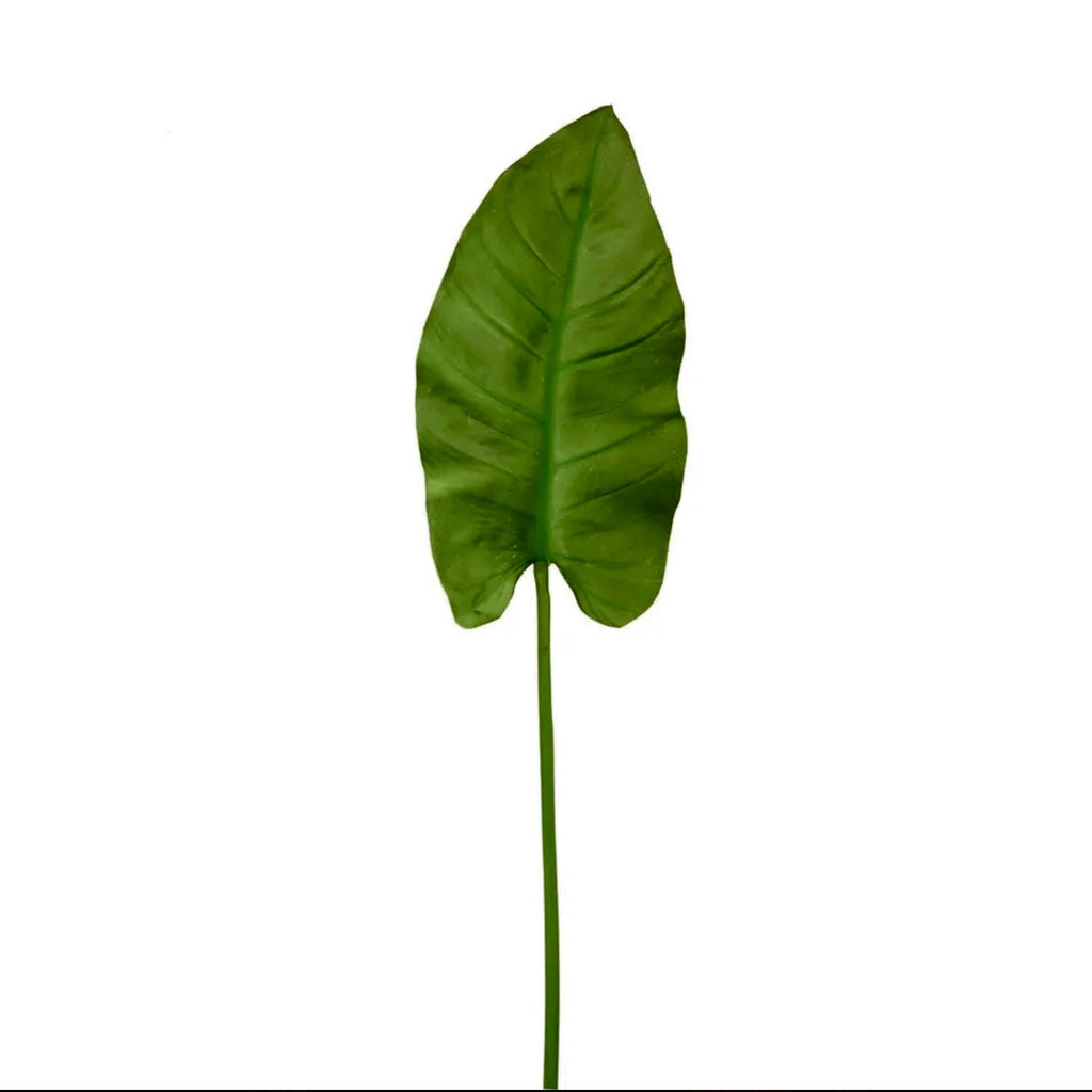 Anthurium Leaf (stem)
