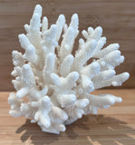 Coral (Medium H)