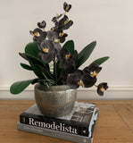 Phalaenopsis Orchid Stem (Infused Black - Small)