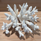 Coral (Medium E)