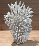 Coral (Medium C)