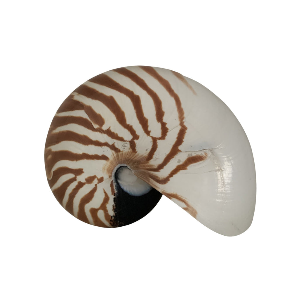 Nautilus Shell