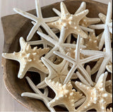 Thorny Starfish (Pack of 4)