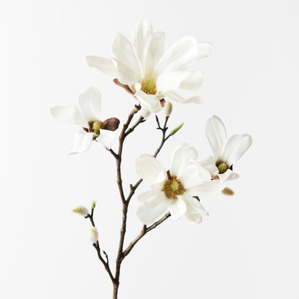 Japanese Magnolia (Small)
