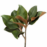 Magnolia Leaf Stem