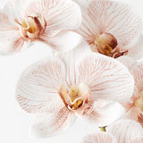Phalaenopsis Orchid Stem (Infused Natural - Large)
