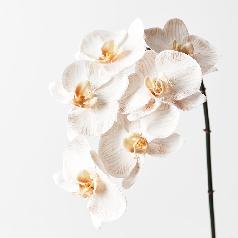 Phalaenopsis Orchid Stem (Infused Nude - Large)