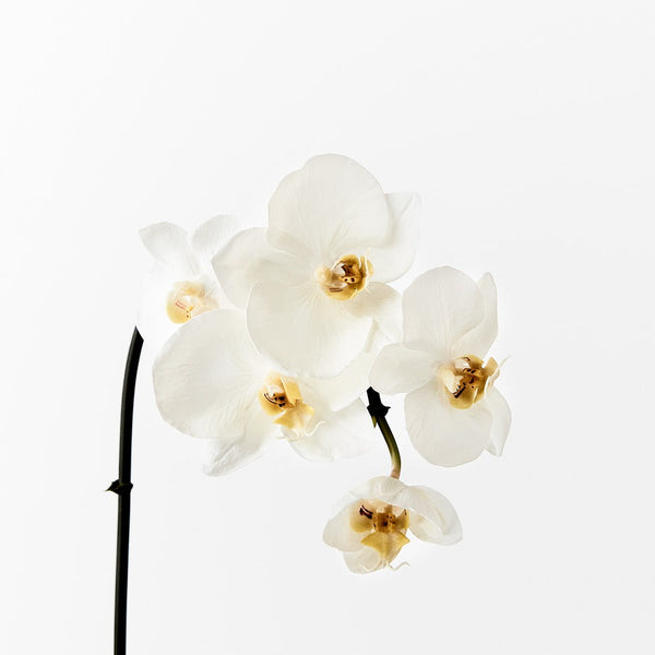Phalaenopsis Orchid Stem (White - Small)