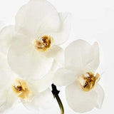 Phalaenopsis Orchid Stem (White - Small)